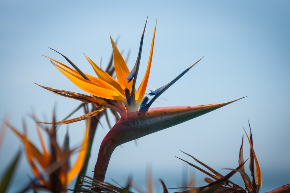 vieraile Malagassa keväällä-Strelitzia 